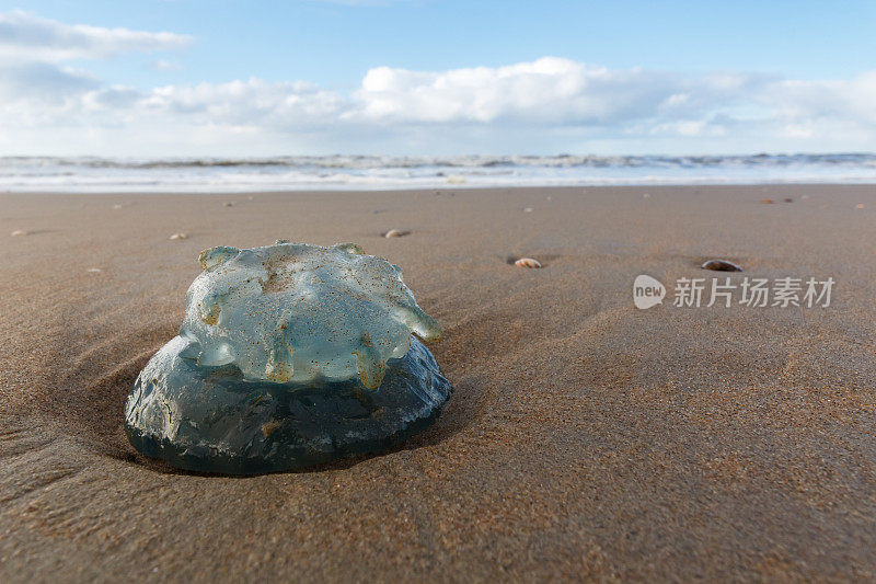 搁浅在Noordwijk和an Zee海滩上的水母。